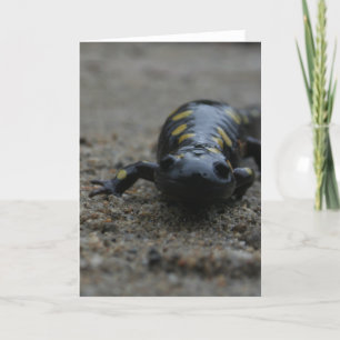 Tarjeta Salamander manchado