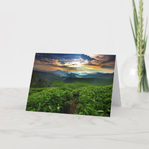 Tarjeta Salida del sol sobre granja del té