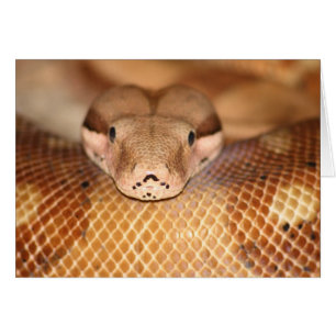 Tarjeta Salmon Boa