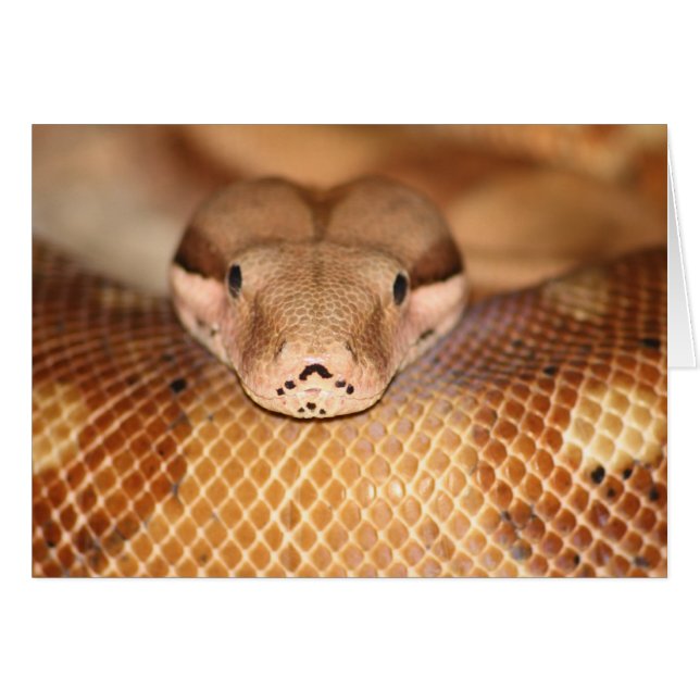 Tarjeta Salmon Boa (Anverso (Horizontal))