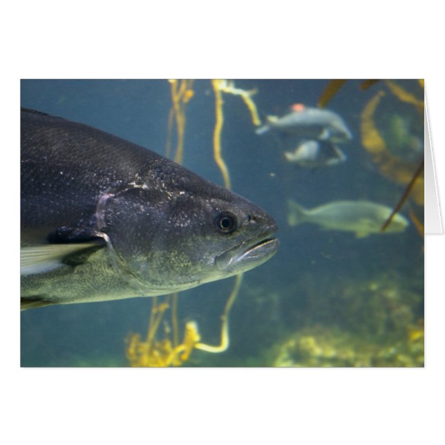 Tarjeta Salmon Plata (Anverso (Horizontal))