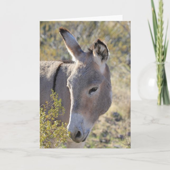 Tarjeta Saludo de burros salvajes (Anverso)