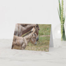 Saludo de Burros Salvajes