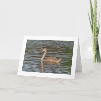 Tarjeta Saludo de los Cisne Negros (de borde ancho)
