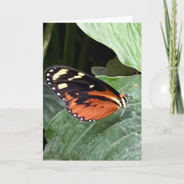 Tarjeta Saludo de Mariposa Colorida  (Anverso)