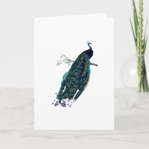 Tarjeta Saludo del ilustracion del pavo real del vintage