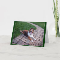 Saludo del perro o de Sheltie de ovejas de