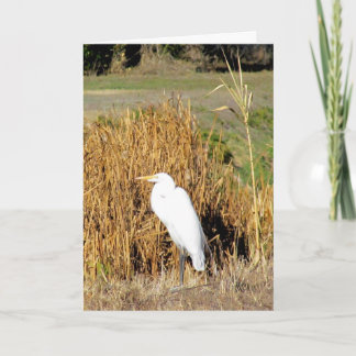 Tarjeta - Saludo - Grasa en Grass