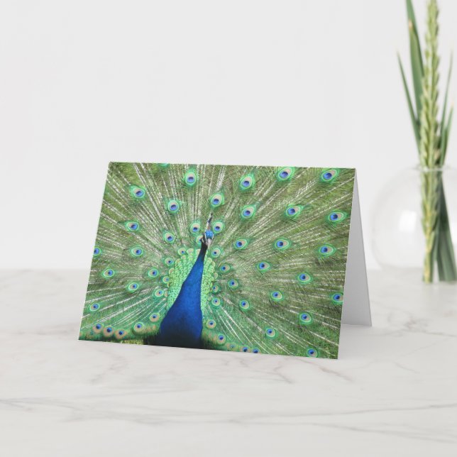 Tarjeta - saludo - Plumas de Peacock Tail (Anverso)