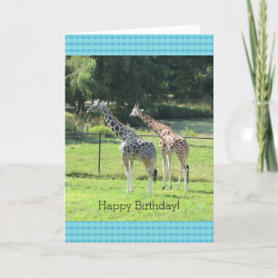 Tarjeta Saludos de cumpleaños de jirafas pastando