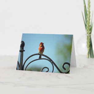 Tarjeta Saludos de cumpleaños de la Casa Roja Wren