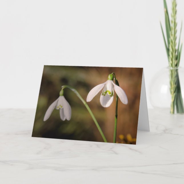 Tarjeta Saludos de Snowdrop (Anverso)