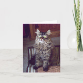 Tarjeta Saludos del coon de Maine (espacio en blanco)
