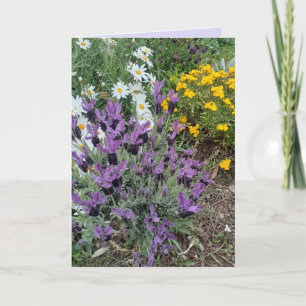 Tarjeta Saludos florales de lavanda púrpura y flor de marg
