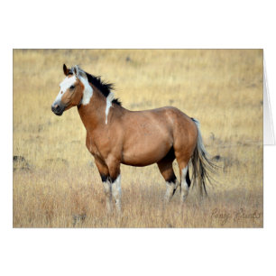 Tarjeta salvaje del mustango