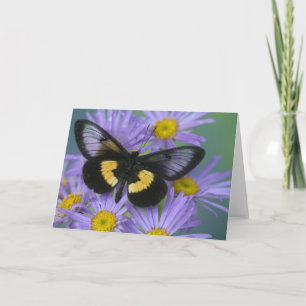 Tarjeta Sammamish Washington Photograph of Butterfly 13