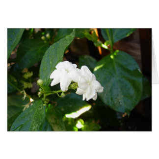 Tarjeta Sampaguita