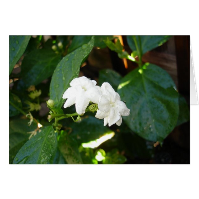 Tarjeta Sampaguita (Anverso (Horizontal))