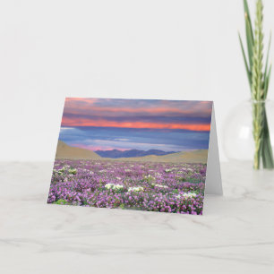 Tarjeta Sand Verbena y Dune Primrose Wildflowers at Sunset