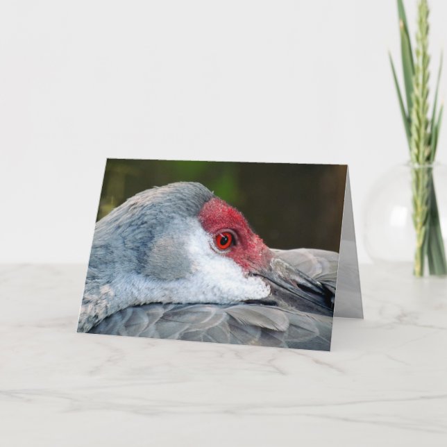 Tarjeta Sandhill Crane (Anverso)