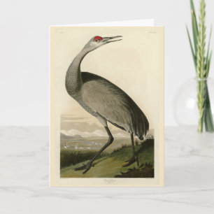 Tarjeta Sandhill Crane de los pájaros de América de Audubo