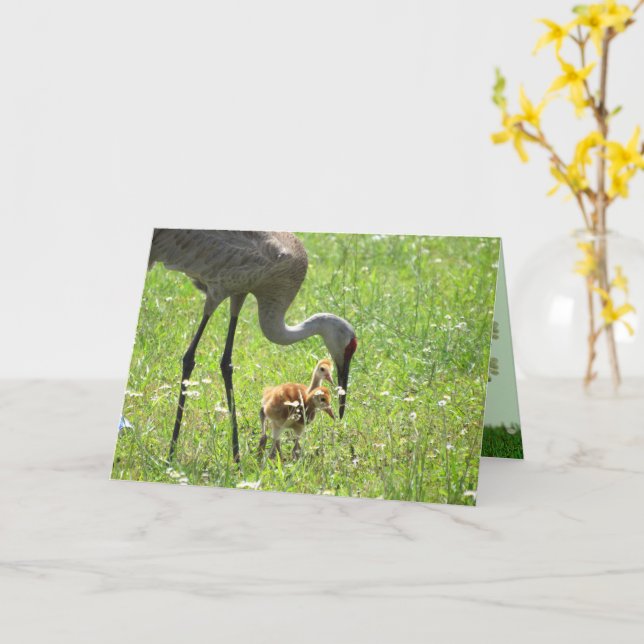 Tarjeta Sandhill Crane y Colt (polluelo) en campo de flore (flor amarilla)
