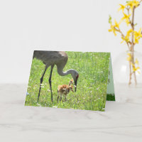 Sandhill Crane y Colt (polluelo) en campo de flore