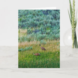 Tarjeta Sandhill Cranes