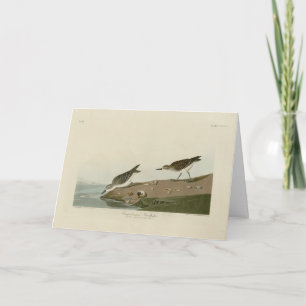 Tarjeta Sandpiper, pájaros de América de Audubon