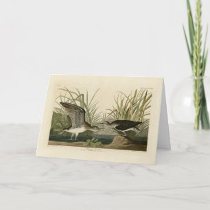 Tarjeta Sandpiper solitario de los pájaros de América de A