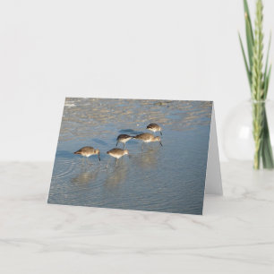 Tarjeta Sandpipers notecard