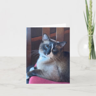 Tarjeta Sassy Snowshoe Cat