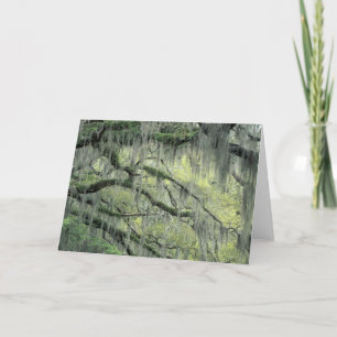 Tarjeta Savannah, Georgia, roble vivo cubierto de