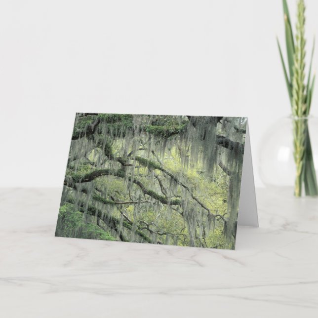 Tarjeta Savannah, Georgia, roble vivo cubierto de (Anverso)