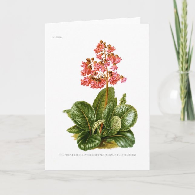 Tarjeta Saxifrage púrpura (Anverso)