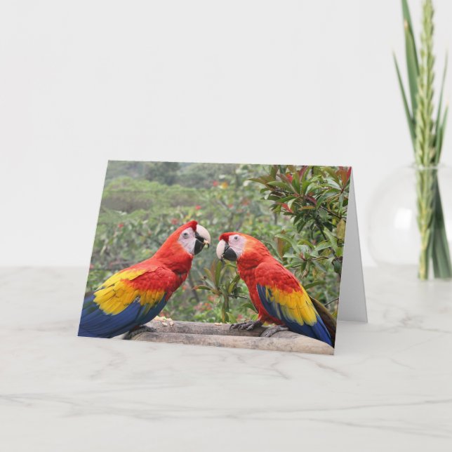 Tarjeta Scarlet Mackaws (Anverso)