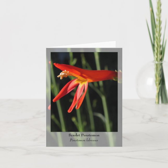 Tarjeta Scarlet Penstemon - Notecard nativo (Anverso)