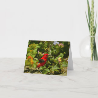 Tarjeta Scarlet Tanager