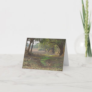 Tarjeta Scenic Zambia Woodland