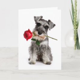 Tarjeta Schnauzer de San Valentín – Amor fiel con una rosa