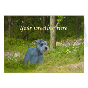 Tarjeta Schnauzer en miniatura