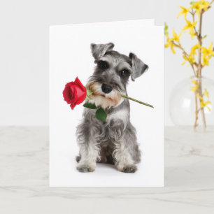 Tarjeta Schnauzer Valentine – Amor Fiel con una Rosa