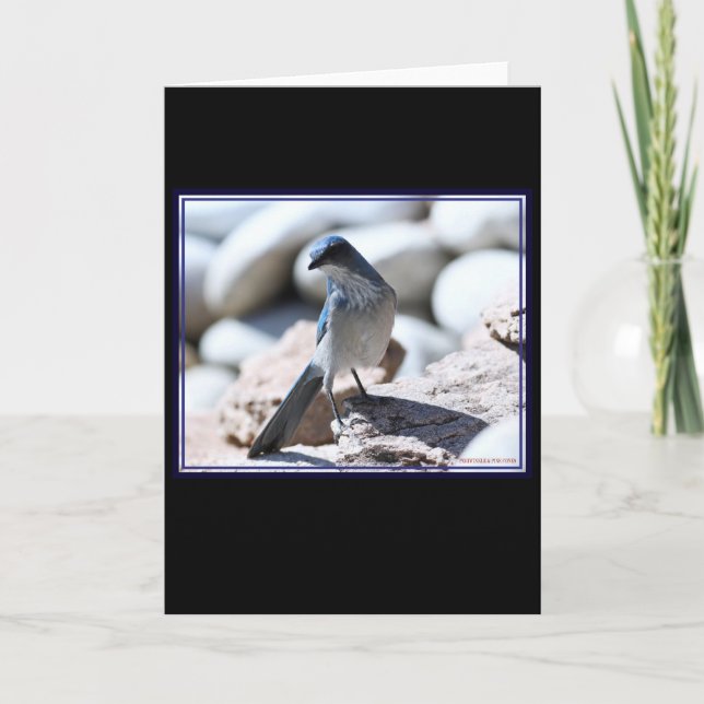 Tarjeta Scrub-Jay de Woodhouse para la cámara. (Anverso)