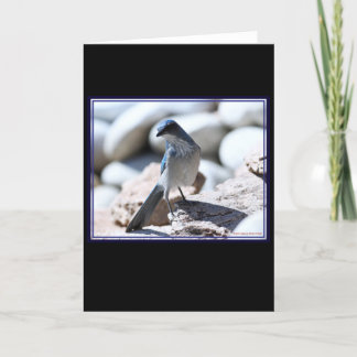 Tarjeta Scrub-Jay de Woodhouse para la cámara.