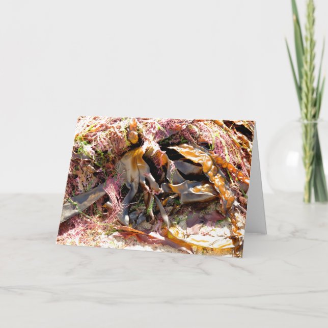 TARJETA SEAWEED (Anverso)