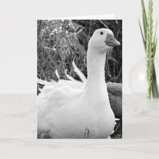 Tarjeta Sebastopol Goose (Anverso)
