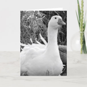 Tarjeta Sebastopol Goose