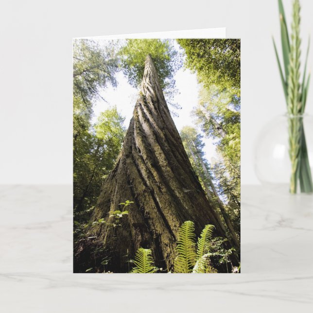 Tarjeta Secoya (Anverso)