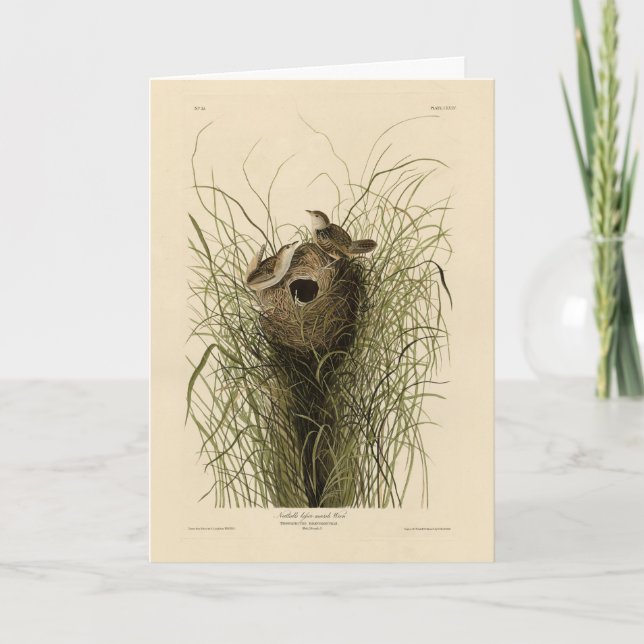 Tarjeta Sedge Wren de los pájaros de América de Audubon (Anverso)