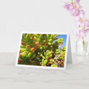 Tarjeta Sedum Rubrotinctum, Planta suculenta de judía verd